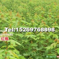 美國紅點紅楓
