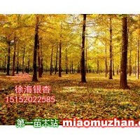 銀杏樹