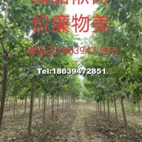 3公分楸樹