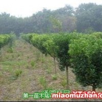 獨桿黃楊球