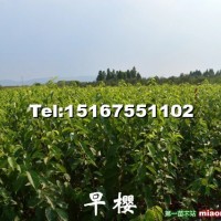 早櫻小苗