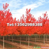 美國紅點紅楓
