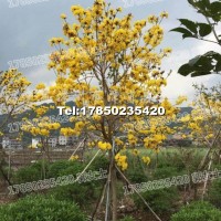 黃花風鈴木