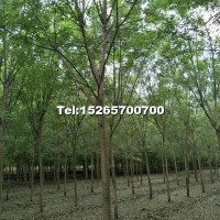 8-12公分國槐