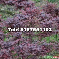 三季紅楓