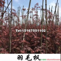 羽毛楓小苗