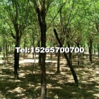 10-15公分國槐
