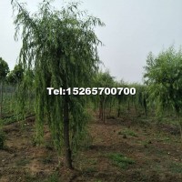 8-15公分柳樹