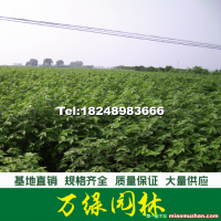 構樹苗