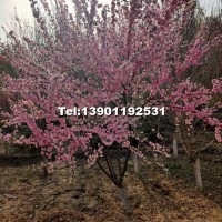地徑4-8公分榆葉梅北京大苗圃基地購樹木市排價
