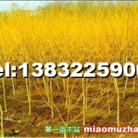 金枝國槐