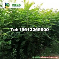 河北火炬樹--火炬樹報價--5公分火炬樹