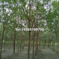 5-10公分國槐