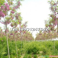 香花槐