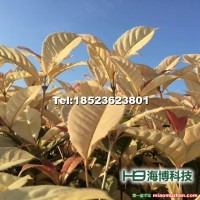 珍珠五彩桂樹種苗