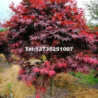 紅楓