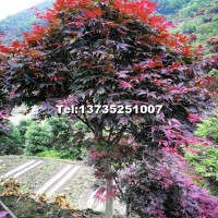 紅楓 中國(guó)紅楓 日本紅楓