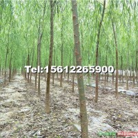 柳樹苗