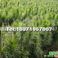 濕地松營養杯苗