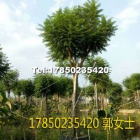 藍花楹