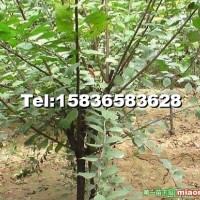 獨桿榆葉梅