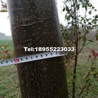欒樹(shù)
