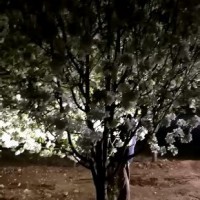 八棱海棠價格