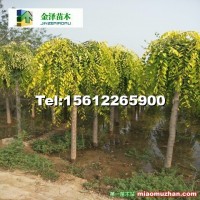 河北金葉垂榆