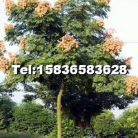欒樹