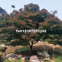 中國紅楓