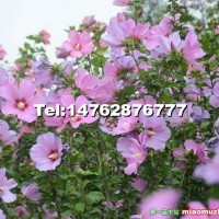 叢生木槿