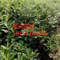 江蘇毛葉杜鵑大量供應 苗圃直銷毛葉杜鵑