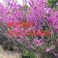 叢生紫荊批發_榮慶園林-基地直銷_量大從優