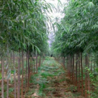 哪里有速生竹柳貨源？2020年榮慶速生竹柳低價批發