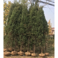 刺柏哪里有貨源？