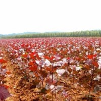 紅葉楊哪里有 ？ 紅葉楊低價供應(yīng)