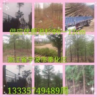大量供應優質池杉，胸徑5-15公分