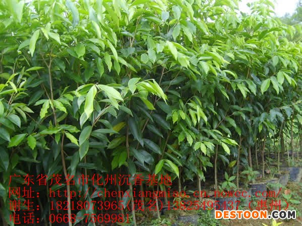 點擊打開原圖