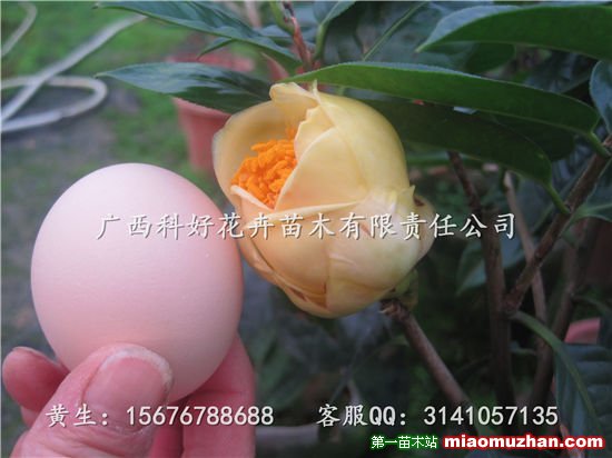 南寧金花茶，廣西金花茶