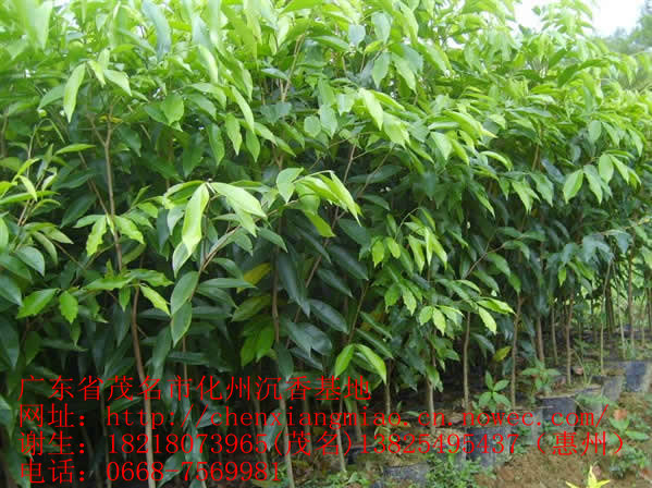 點擊打開原圖