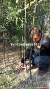 國槐小苗