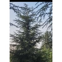 銷售各種規格雪松