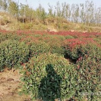 紅葉石楠球