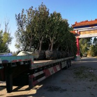 八棱海棠樹報價
