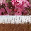 紅葉榆葉梅苗