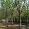 國(guó)槐