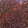美國(guó)紅楓秋火焰