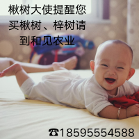 20公分梓樹