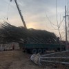 大量供應10–20公分法桐
