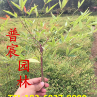 南天竹
